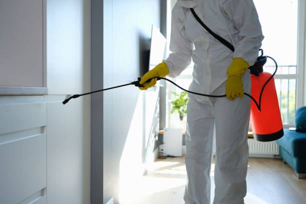 Best Attic Mold Removal  in Rio Grande, NJ