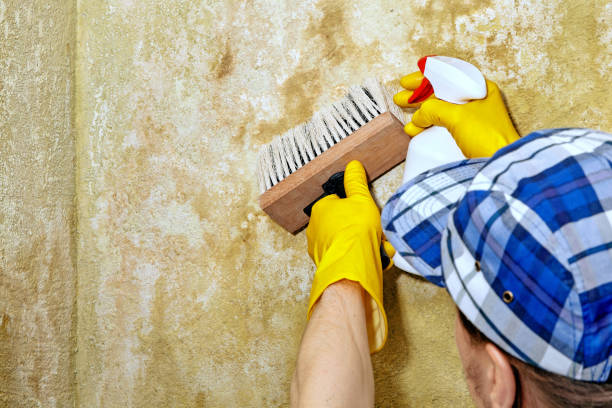 Professional Mold Removal in Rio Grande, NJ