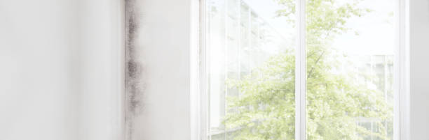 Best Post-Construction Mold Inspection  in Rio Grande, NJ